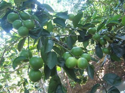 Kỹ thuật trồng cây chanh giấy cho quả sai trĩu cành quanh năm