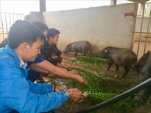 Tỉnh Đoàn Yên Bái hỗ trợ thanh niên dân tộc thiểu số khởi nghiệp và lập nghiệp