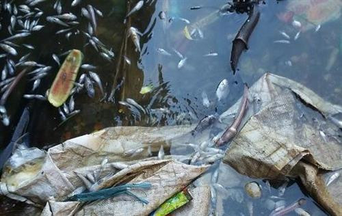 Kiên Giang khuyến cáo nước biển ven bờ có dấu hiệu bất thường