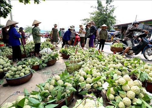 Đặc sản Na Chi Lăng - Nâng tầm thương hiệu, phát triển bền vững