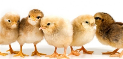 Cách nuôi gà con mới nở 1-3 tuần tuổi
