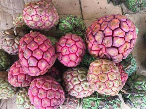 Na rừng nặng tới 4 kg mỗi quả có giá tiền triệu