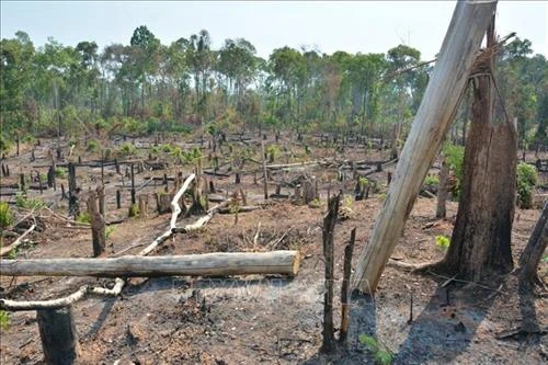 Đề nghị chuyển hồ sơ sang Công an xử lý vụ mất hơn 1.200 ha rừng ở Gia Lai