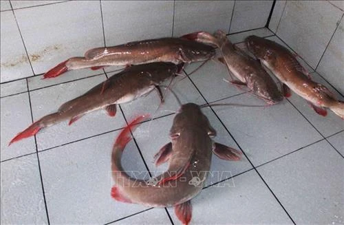 Xây dựng thương hiệu cá lăng đuôi đỏ