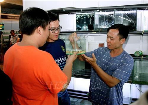 Liên kết phát triển bền vững ngành hàng cá cảnh