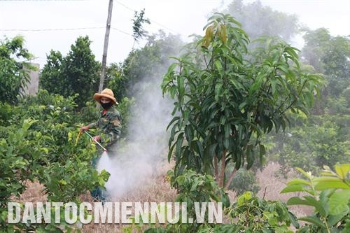 Canh tác lúa và cây ăn quả khi đất hạn, mặn