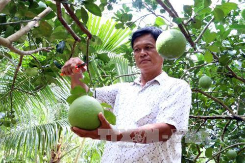 Bến Tre xây dựng các chuỗi nông sản chủ lực