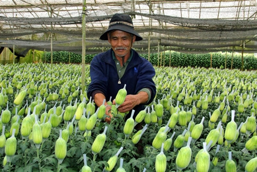 Hướng phát triển mới của người trồng hoa Lâm Đồng