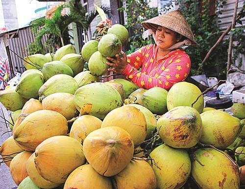 Cà Mau khôi phục và phát triển cây dừa