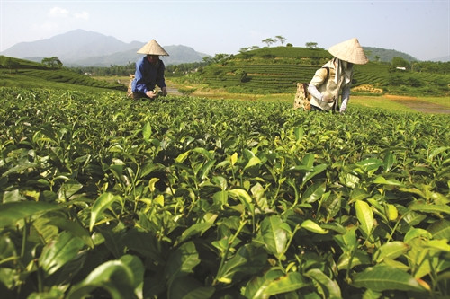 Cây chè Yên Sơn giúp đồng bào giảm nghèo bền vững