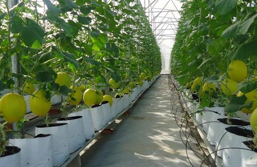 Quảng Ninh: Ứng dụng công nghệ cao trong sản xuất nông nghiệp