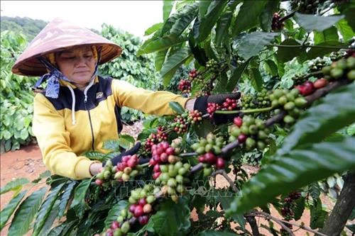 Đánh giá kết quả chương trình tái canh cà phê giai đoạn 2014 - 2020