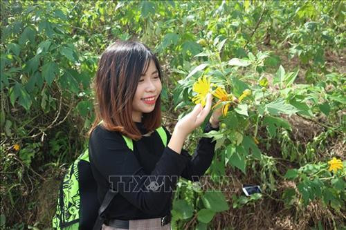  Hàng vạn du khách đến chiêm ngưỡng hoa dã quỳ tại Vườn Quốc gia Ba Vì, Hà Nội