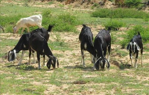 Nhân rộng mô hình nuôi dê cho hiệu quả kinh tế cao ở Ninh Thuận