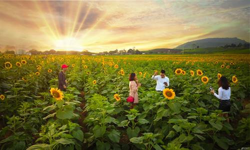 Nghệ An tổ chức Lễ hội hoa hướng dương năm 2019