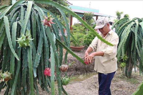 Chuyển giao kỹ thuật canh tác tiên tiến trồng thanh long ở huyện Chợ Gạo