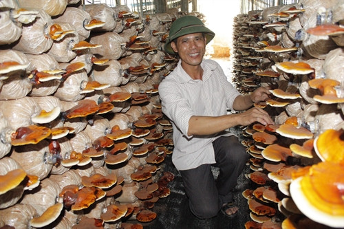 Cựu quân nhân Lê Ngọc Khanh làm giàu từ trồng nấm