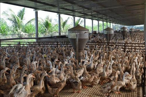 Đồng Tháp đưa ngành hàng chăn nuôi vịt vào chuỗi sản xuất khép kín