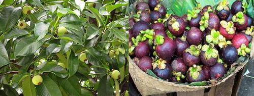 Kỹ thuật trồng cây măng cụt cho quả sai trĩu cành