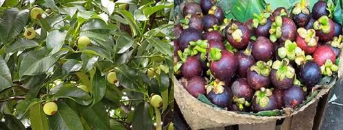 Kỹ thuật trồng cây măng cụt cho quả sai trĩu cành