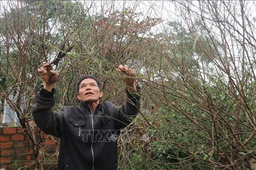 Hà Tĩnh: Làng hoa đào rộn ràng vào Tết