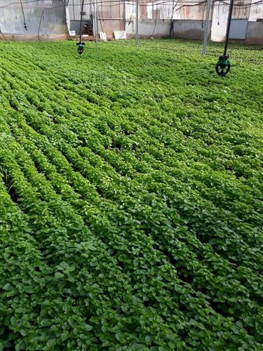 Lão nông "khùng" trồng rau dại lớn nhanh như thổi, kiếm bộn tiền