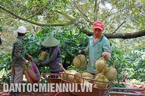 Đắk Lắk nâng cao giá trị sản phẩm sầu riêng