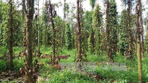Hàng trăm ha hồ tiêu bị bệnh chết nhanh, chết chậm
