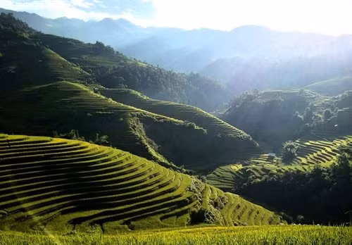 Mù Cang Chải - Mùa vàng trên non