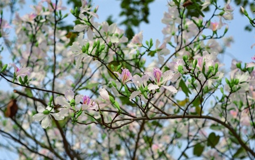 Ban trắng ở Xứ Trời