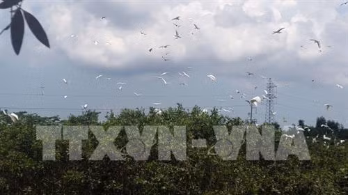 Điểm du lịch sinh thái vườn cò Thanh Kiều hấp dẫn du khách ở Kiên Giang