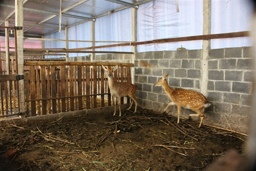 Kỹ thuật nuôi hươu lấy nhung