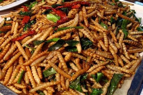 Sâu chít - "Đông trùng hạ thảo" của Việt Nam