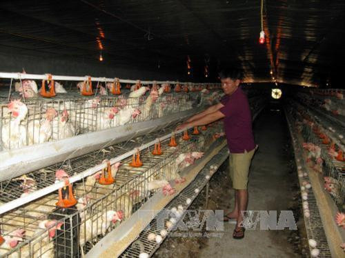 Hiệu quả từ ứng dụng chăn nuôi công nghệ cao ở Tiền Giang