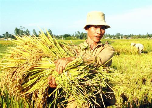 Chuyển đổi cơ cấu sản xuất thích ứng với thời tiết ở Gò Công Tây