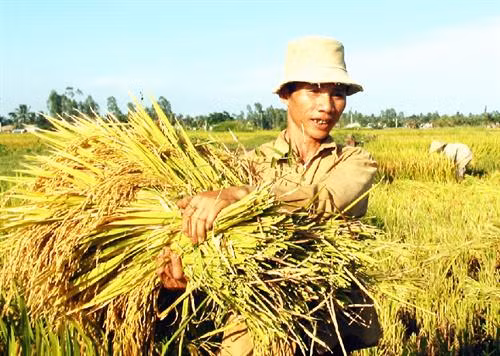 Chuyển đổi cơ cấu sản xuất thích ứng với thời tiết ở Gò Công Tây