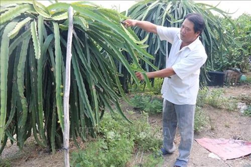 Chuyên canh cây ăn quả có lợi thế ở vùng thuần nông