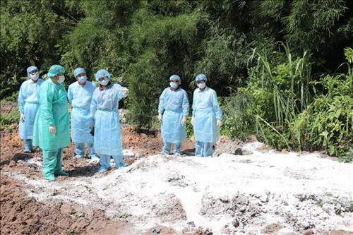 Tây Ninh xuất hiện ổ dịch tả lợn châu Phi đầu tiên
