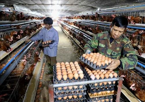 Hướng dẫn, quy định chi tiết về thức ăn chăn nuôi, điều kiện chăn nuôi