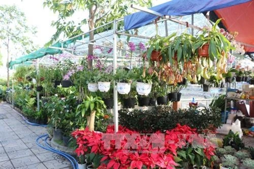 Rộn ràng hoa cảnh vào Xuân
