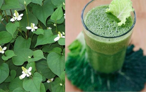 Hạ sốt bằng rau diếp cá cho bé hiệu quả ngay tại nhà