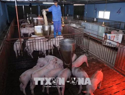 Kinh nghiệm chống nóng cho lợn