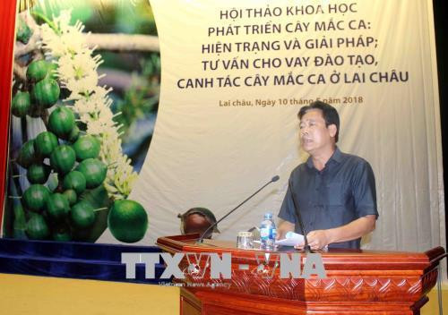 Tiềm năng phát triển cây mắc ca ở Lai Châu