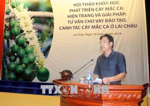 Tiềm năng phát triển cây mắc ca ở Lai Châu
