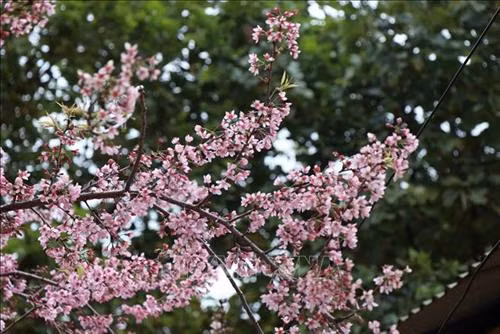 Hoa Tớ Dày bừng sáng không gian núi đồi Tây Bắc