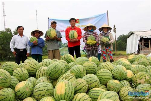Kết nối tiêu thụ nông sản có thế mạnh của tỉnh Quảng Ngãi