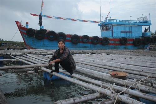Thu nhập cao từ nuôi hàu sữa
