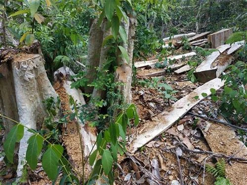 Ngang nhiên phá rừng ở khu vực giáp ranh giữa Đắk Lắk và Gia Lai