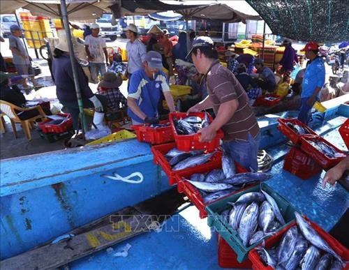 Công bố nhãn hiệu “Cá ngừ đại dương Bình Định”
