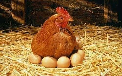 Kinh nghiệm làm gà ta bỏ ấp sau khi đẻ